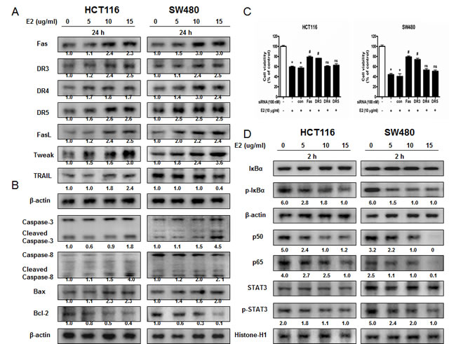 Effect of (E)-4-(3-(3,5-dimethoxyphenyl)allyl)-2-methoxyphenol on the expression of apoptosis regulatory proteins and on the expression of NF-&#x3ba;B and STAT3.