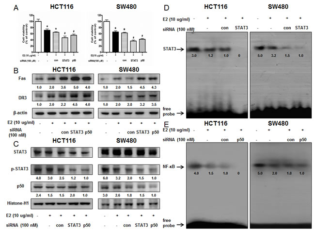 Effect of STAT3 siRNA or p50 siRNA on (E)-4-(3-(3,5-dimethoxyphenyl)allyl)-2-methoxyphenol-induced colon cancer cell growth and expression of DRs.