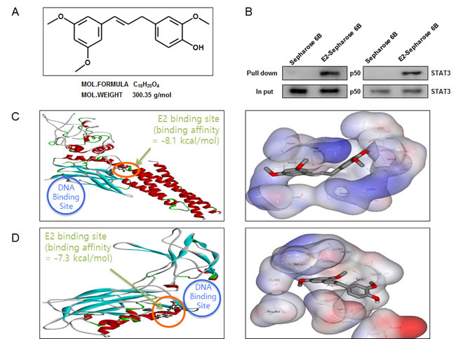 Structure of (E)-4-(3-(3,5-dimethoxyphenyl)allyl)-2-methoxyphenol, and binding between (E)-4-(3-(3,5-dimethoxyphenyl)allyl)-2-methoxyphenol and STAT3 as well as NF-&#x3ba;B.