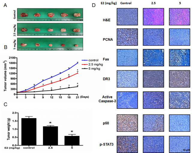 Anti-tumor activity of (E)-4-(3-(3,5-dimethoxyphenyl)allyl)-2-methoxyphenol in colon cancer xenograft.