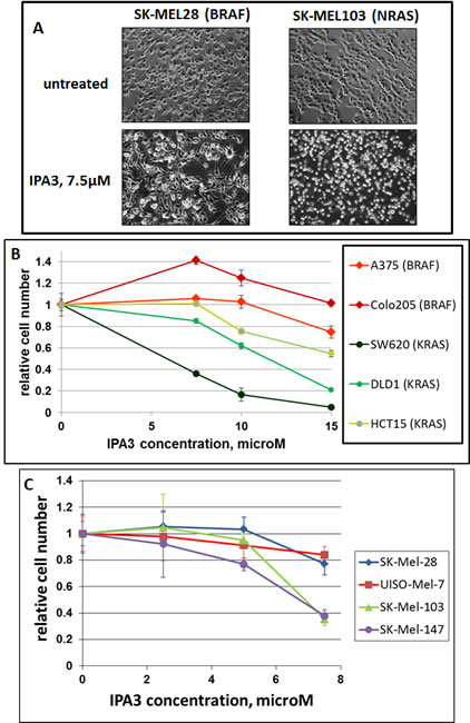 Differential sensitivity of BRAF- and RAS-mutated cells to IPA3.