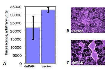 The effect of dominant-negative PAK1 on growth of SK-MEL-103 cells in confluent cultures.