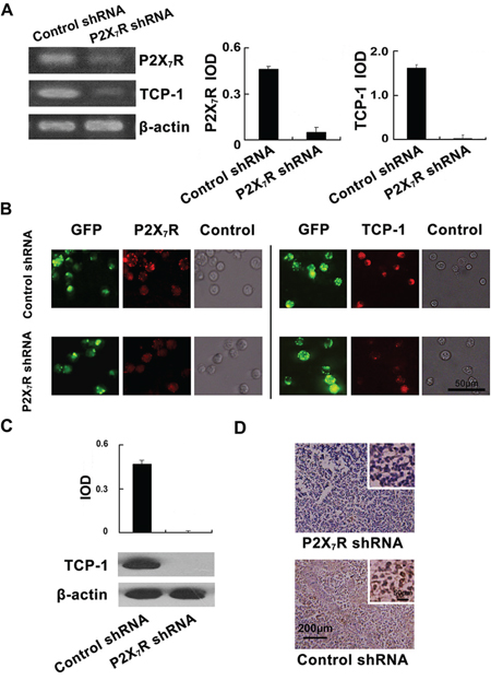 Validation of the down-regulation of TCP-1 expression in P2X7R shRNA group in vitro and in vivo.
