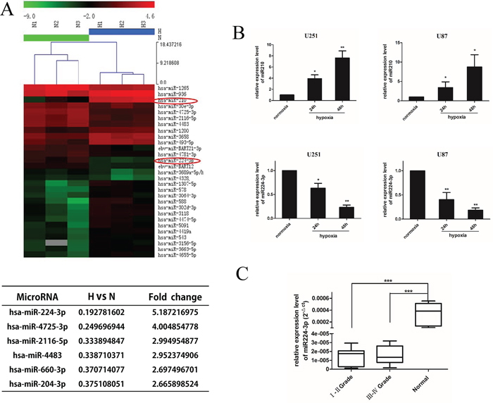 miR224-3p is down-regulated under hypoxia in glioblastoma cell and expressed at low levels in human glioma.