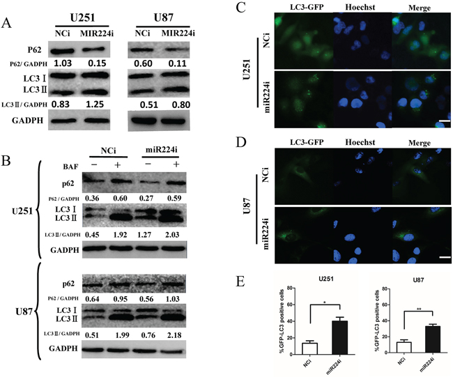 miR224-3p influences glioblastoma cell autophagic activity.