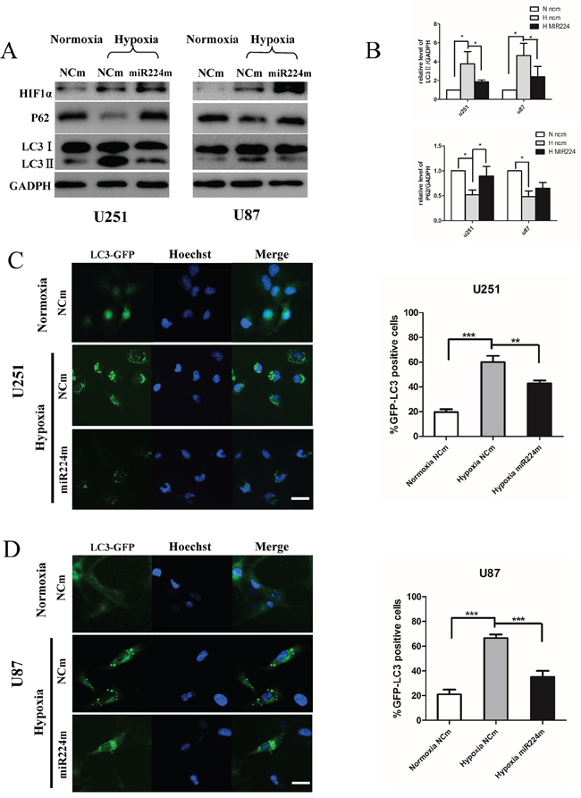 Overexpression of miR224-3p inhibits hypoxia-induced autophagy.
