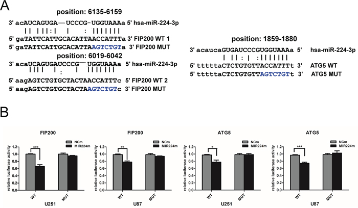 miR224-3p directly targets both ATG5 and FIP200.