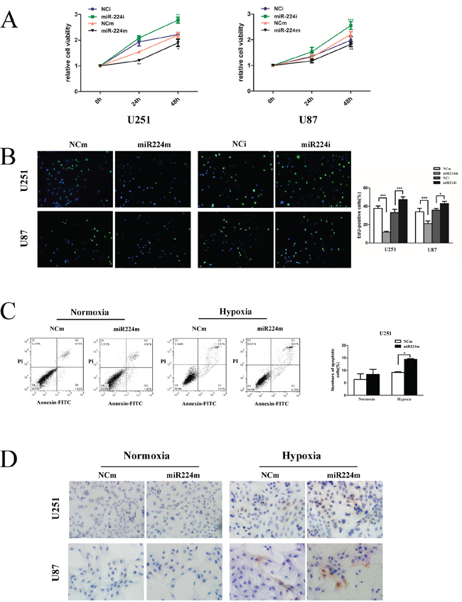 miR224-3p suppresses glioblastoma cell proliferation and promotes hypoxia-induced apoptosis.