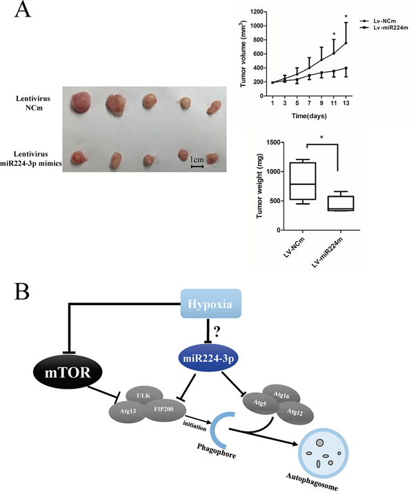 miR224-3p inhibits growth of GBM in vivo.