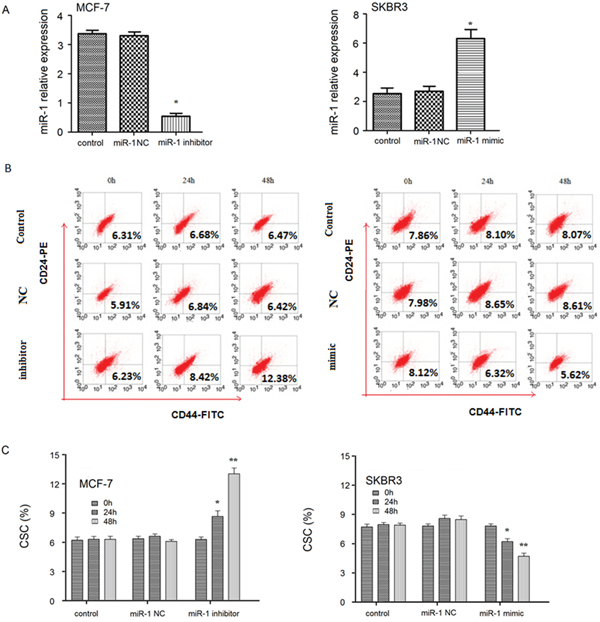 Altered miR-1 expression changes the percentages of breast CSC in breast cancer cell lines.