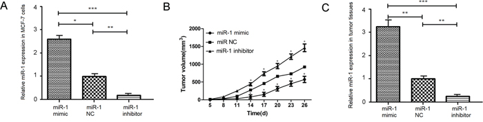miR-1 inhibits the growth of implanted breast tumors in vivo.