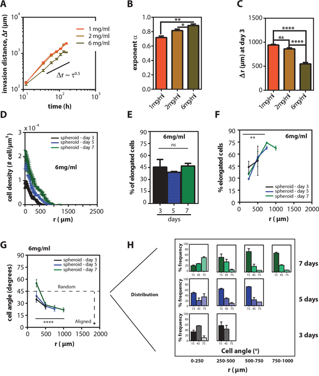 Collagen concentration modulates invasion distance, but does not change the spatio-temporal distribution of cell morphology.