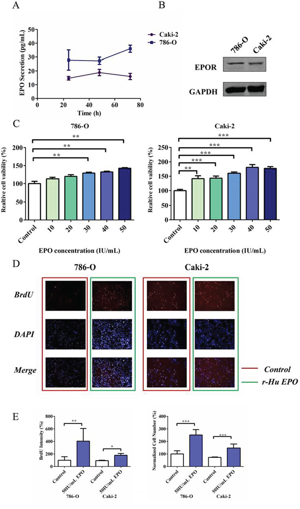 Proliferative and migratory capacity of 786-O and Caki-2 cells induced by exogenous EPO.