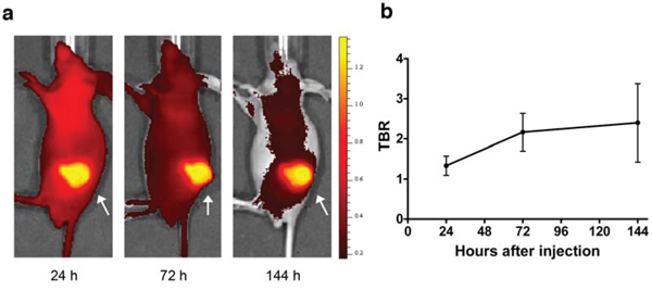 Fluorescence imaging data from HPAC-bearing mice injected with 100 &#x03BC;g AMA-800CW (n = 10).