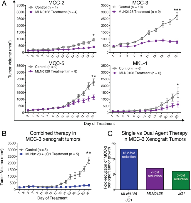 Effect of MLN0128 on MCC xenograft growth.