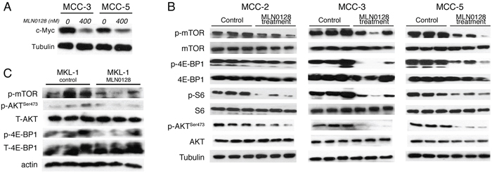 Effect of MLN0128 on c-Myc expression and Akt/mTOR pathway in MCC xenograft tumors.