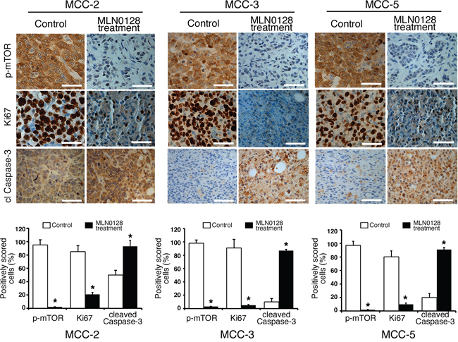 Suppressed cell proliferation and increased cell death in xenograft MCC tumors.