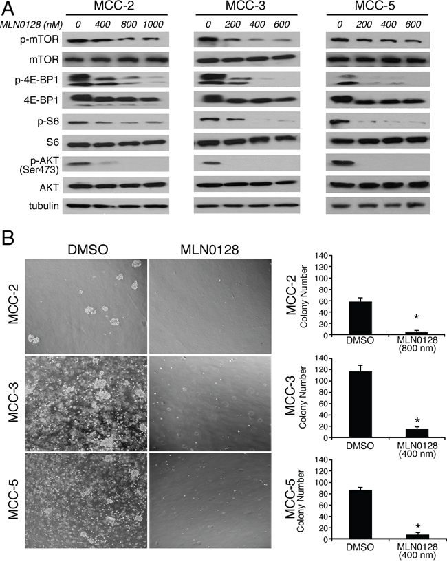 MLN0128 inhibits mTOR pathway activity and colony formation in MCC cells.