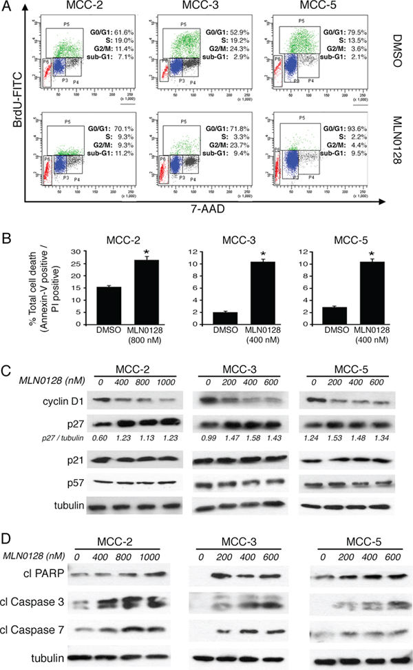 MLN0128 induces G0/G1 cell cycle arrest and cell death in MCC cells.