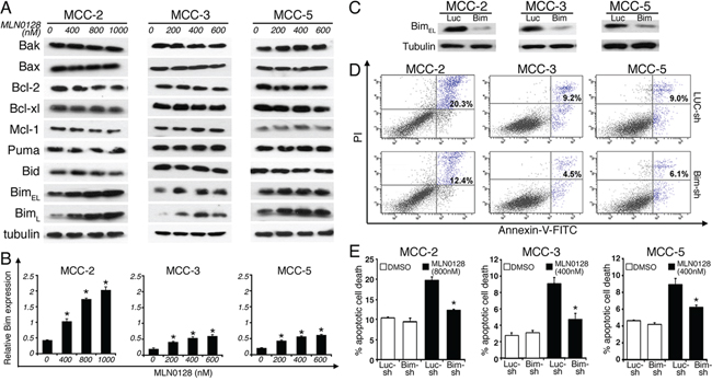 Pro-apoptotic BH3-only protein BIM is up-regulated by MLN0128; knockdown of Bim significantly rescues MLN0128-mediated MCC cell death.