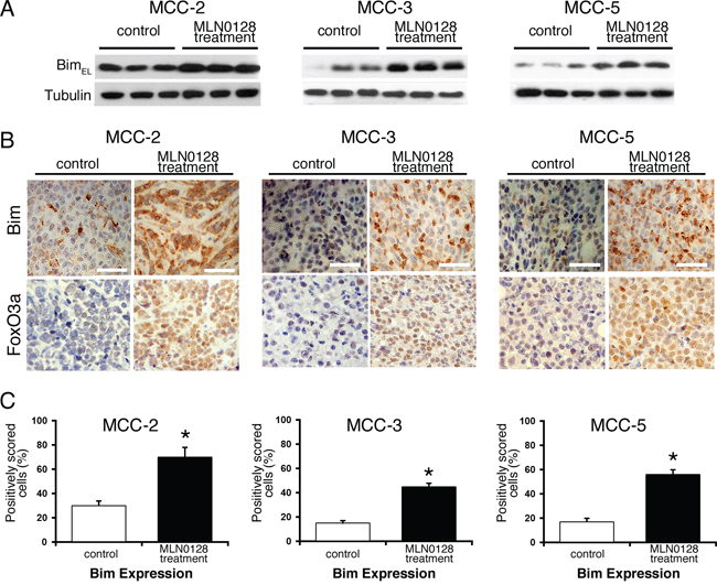 Effect of MLN0128 treatment on Bim and FoxO3a expression in MCC xenografts tumors.