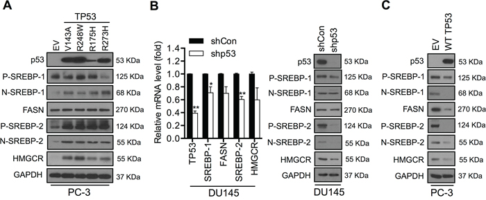 Mutant p53 activates the SREBP-mediated signaling pathways in PCa cells.