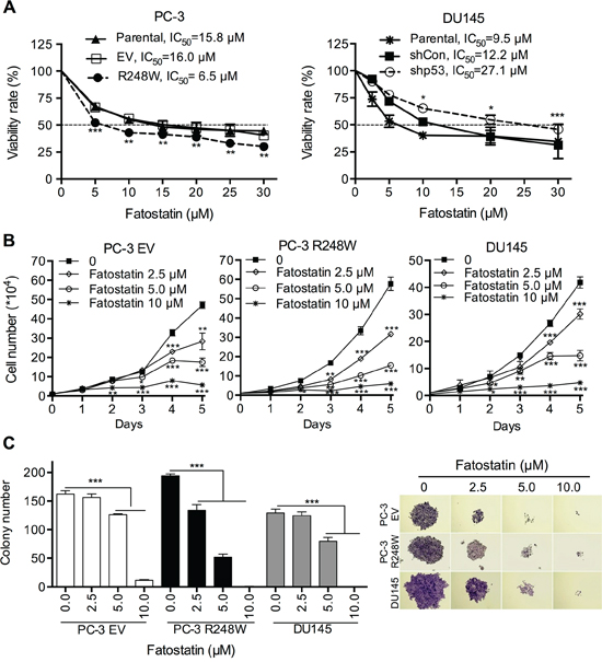 Fatostatin inhibits cell proliferation and colony formation in PCa cells harboring different p53 status.