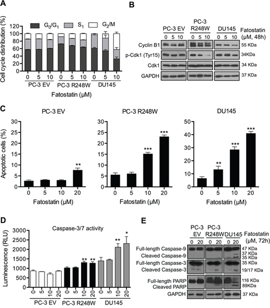 Fatostatin causes G2/M cell cycle arrest and induces apoptosis in PCa cells harboring p53 mutations.