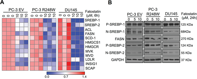 Fatostatin predominately suppresses mutant p53-activated SREBP signaling pathways in PCa cells.