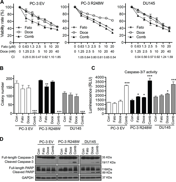 Fatostatin synergizes with docetaxel to inhibit cell proliferation and induce apoptosis in PCa cells harboring different p53 status.