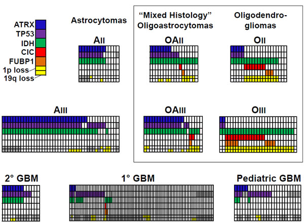 Distribution of ATRX, TP53, IDH, CIC, and FUBP1 mutations, and of chromosomes 1p and 19q loss, in grade II-IV gliomas.