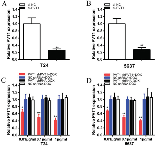 The expression levels of PVT1 were decreased after transfection of specific RNA or tetracycline inducible shRNA vectors.