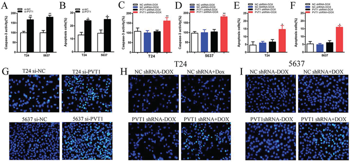 Apoptosis was induced after transfection with special RNA or tetracycline inducible shRNA vectors using ELISA and Hoechst 33258 staining assay.