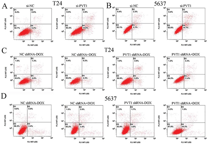 Apoptosis was induced and detected by flow cytometry analysis.