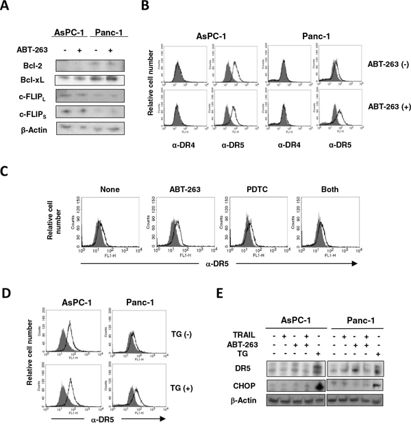 Increased expression of DR5 on ABT-263-treated Panc-1 cells.