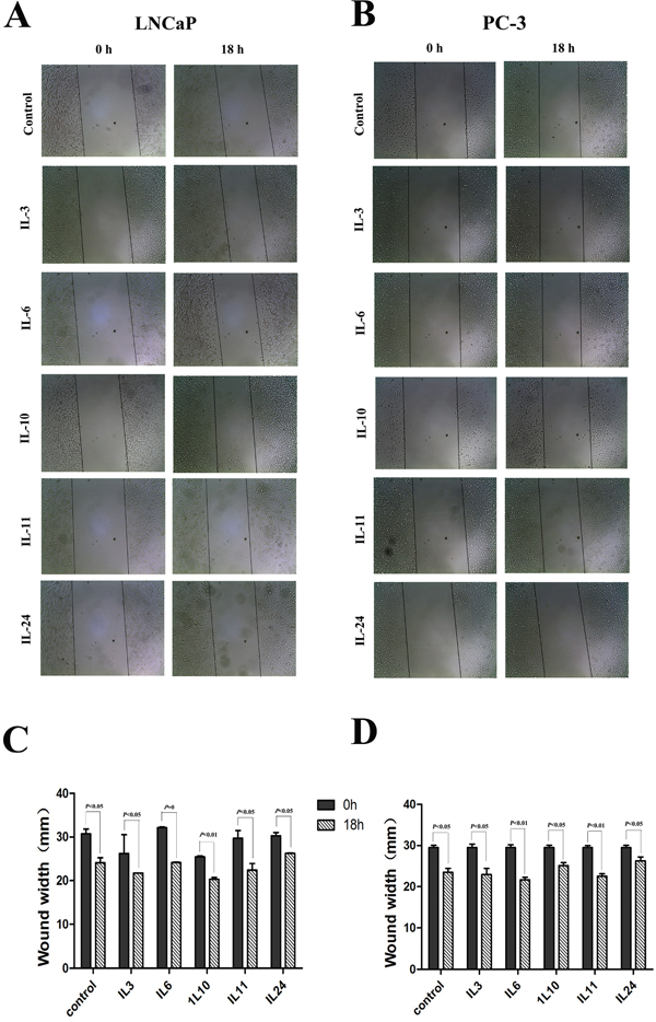 Results of wound healing assay.