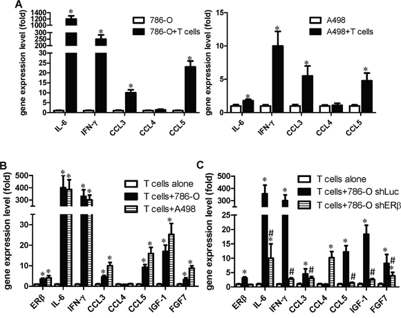 RCC cells promote T cells to express more IGF, FGF and IFN-&#x03B3;, which could then activate the ER&#x03B2; pathway in RCC cells.