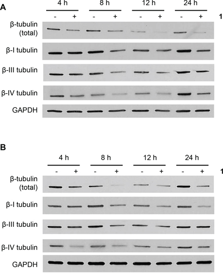 Time-dependent effects of 1 on &#x03B2;-tubulin expresion.