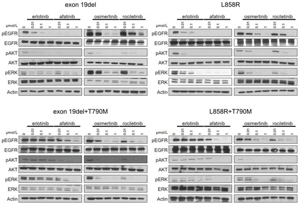Inhibition of the phosphorylation of EGFR and downstream proteins by EGFR-TKIs in BaF3 cells harboring EGFR mutations.