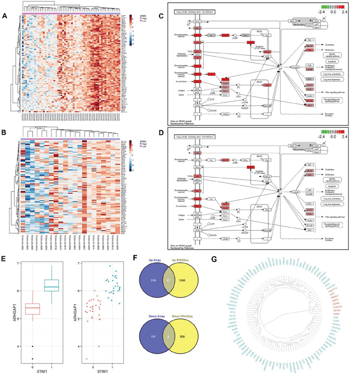 Validation of differential expression results by RNA-sequencing platform and a signaling pathway impact analysis (SPIA).