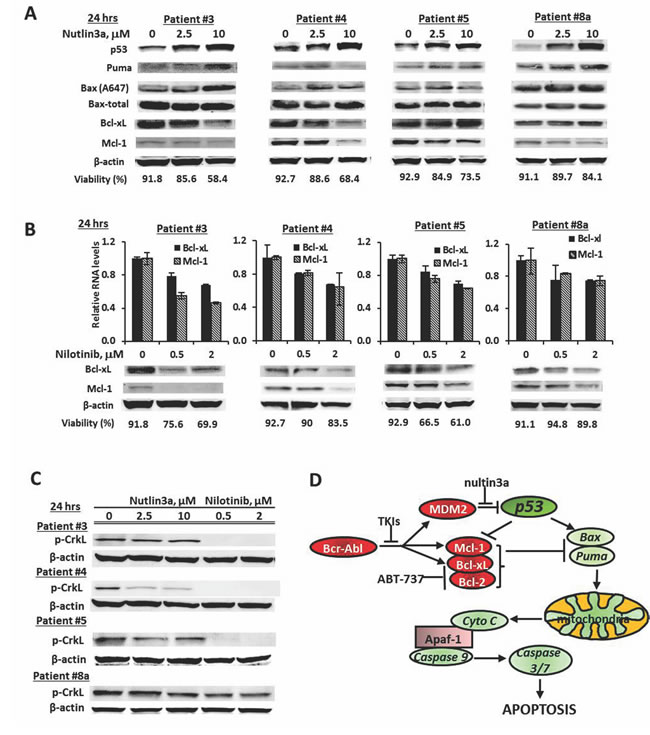 Induction of pro-apoptotic and suppression of anti-apoptotic Bcl-2 family proteins as mechanisms of synergy.