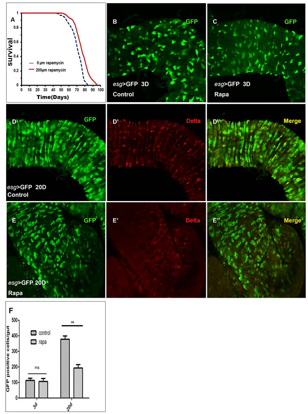 Rapamycin slows ISCs proliferation rates.