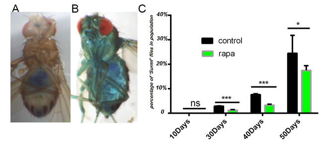 Rapamycin slows down the intestinal barrier dysfunction.