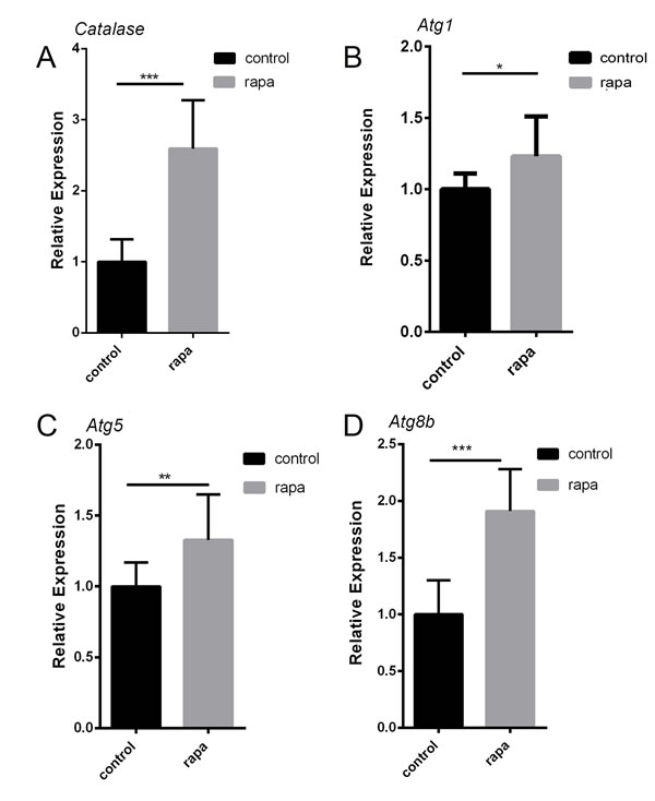 Rapamycin activating the autophagy in the aging guts.