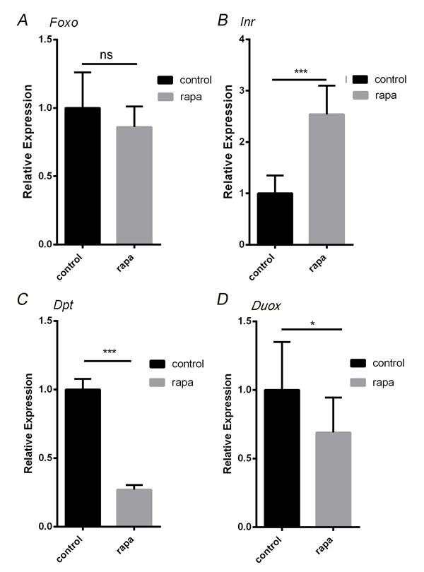 Rapamycin treatment impacts FOXO associated genes in the intestine.