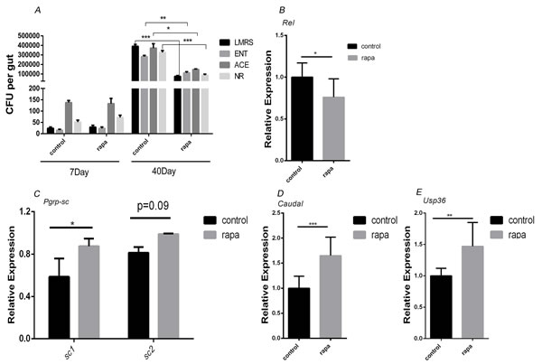 Rapamycin treatment delayed the commensal intestinal dysplasia by up-regulating negative regulators of IMD/Rel pathway.