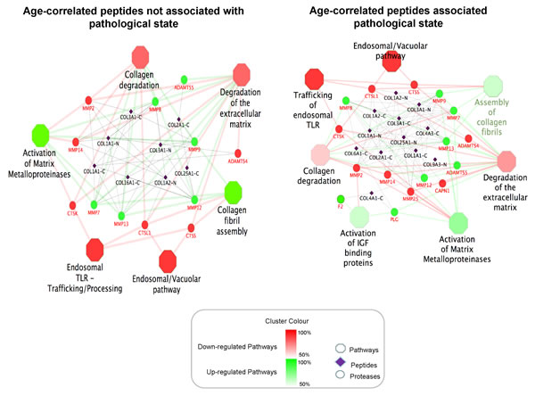 Molecular pathways associated with ageing.