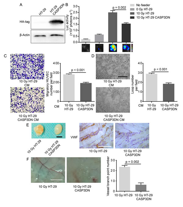Caspase 3 in dying tumor cell mediates post-irradiation angiogenesis