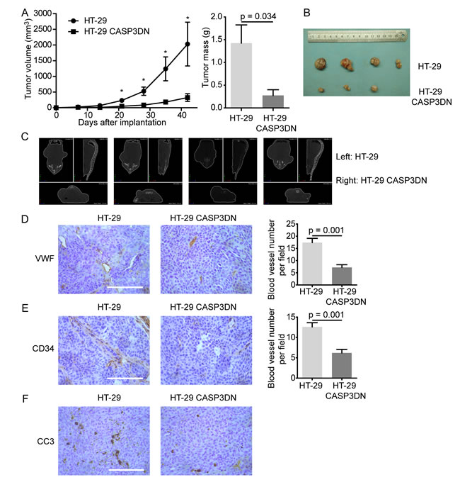 Proteolytic inactivity of caspase 3 restrains tumor angiogenesis and tumorigenesis.