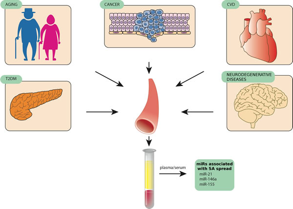 MiR-146, miR-155, and miR-21, three examples of circulating miRNAs released by different tissues in pathological conditions such as age-related diseases